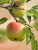 Apple  'SUN CRISP' #5