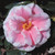 Camellia Lady Vansittart #3