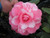 Camellia Fran Mathis 3 Gallon
