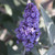 Dense, cone-shaped cluster of light purple blooms on Buzz™ 'Lavender' Butterfly Bush