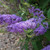 Violet-blue blooms on Buzz™ 'Sky Blue' Butterfly Bush
