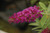 Cluster of violet-red blooms atop Buzz™ Magenta Butterfly Bush.