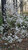 AZALEA NATIVE PIEDMONT #3