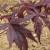 Japanese Maple 'Dragon Tears' 7 Gallon