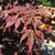 Japanese Maple 'Dragon Tears' 7 Gallon