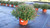 Garden Mum Purple/Pink 8in