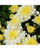 Garden Mum White 8in