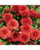 Garden Mum Red 8in