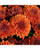 Garden Mum Orange/Bronze 8in