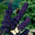 Conical clusters of deep indigo-colored blooms on butterfly bush
