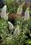 Cone-shaped clusters of snowy-white blooms on butterfly bush