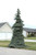 Blue Spruce Weeping 10 Gallon