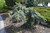 Blue Spruce Weeping 10 Gallon