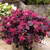 Loropetalum Jazz Hands 7 Gallon