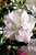 Encore® Azalea Autumn Starlite® #3