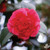 Rich red, anemone-form camellia flower.