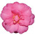 CAMELLIA SHI SHI GASHIRA #3