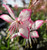 Gaura Belleza Rosy Jane
