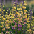 Baptisia Pink Lemonade
