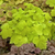 Heuchera Pistache 1 Gallon