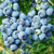 Blueberry POWDERBLUE 3 Gallon