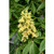 Ohio Buckeye 1 Gallon