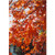 Ohio Buckeye 1 Gallon
