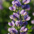 Baptisia 14.99