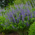 Baptisia 14.99