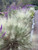 Grass Muhly 'White Cloud' #1