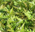 Fern Autumn 24.99