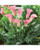 Calla Lily 1 Gallon