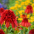 Echinacea Cone-fections™ 'Hot Papaya' 1 Gallon