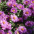 Aster Purple Dome