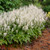 Tiarella 'Foam Flower'