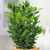 BAY LAUREL #1
