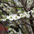 Dogwood 'Appalachian Spring'  3 Gallon