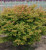 Japanese Maple 'Kamagata' 3-4'
