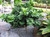 Ginkgo 'Troll' #2