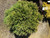 Cryptomeria 'Globosa Nana' #7