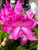 CHRISTMAS CACTUS 4 IN