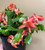 CHRISTMAS CACTUS 4 IN