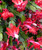 CHRISTMAS CACTUS 6IN