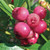 Deep pink berries on pink lemonade blueberry bush