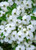 Dogwood  Empress of China® #15
