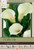 Calla Lily Captain Ventura 14/16