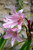 CRINUM POWELLII ROSEA 24/ 1PP