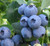 Cluster of Bless Your Heart® blueberries on the bush