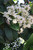 VIBURNUM SWEET #3