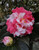 Camellia DAIKAGURA #3